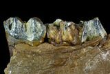 Irish Elk Jaw Section - Pleistocene, Germany #123490-1